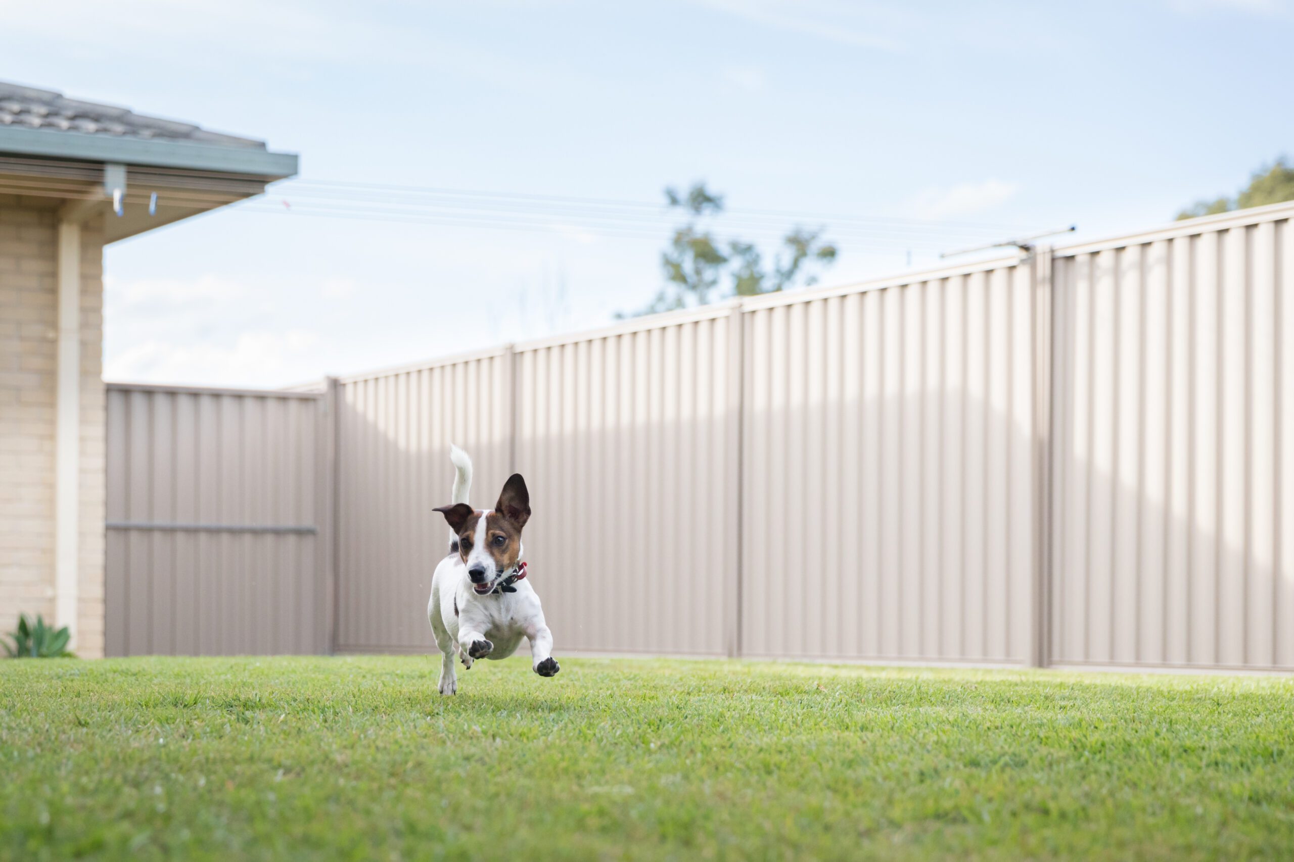 pet containment fence in stamford ct